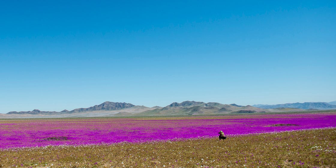 An Unexpected Wildflower Bloom Just Happened in Chile's Atacama Desert ...