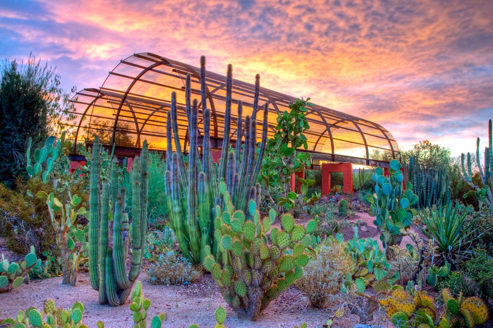 desert botanical garden phoenix