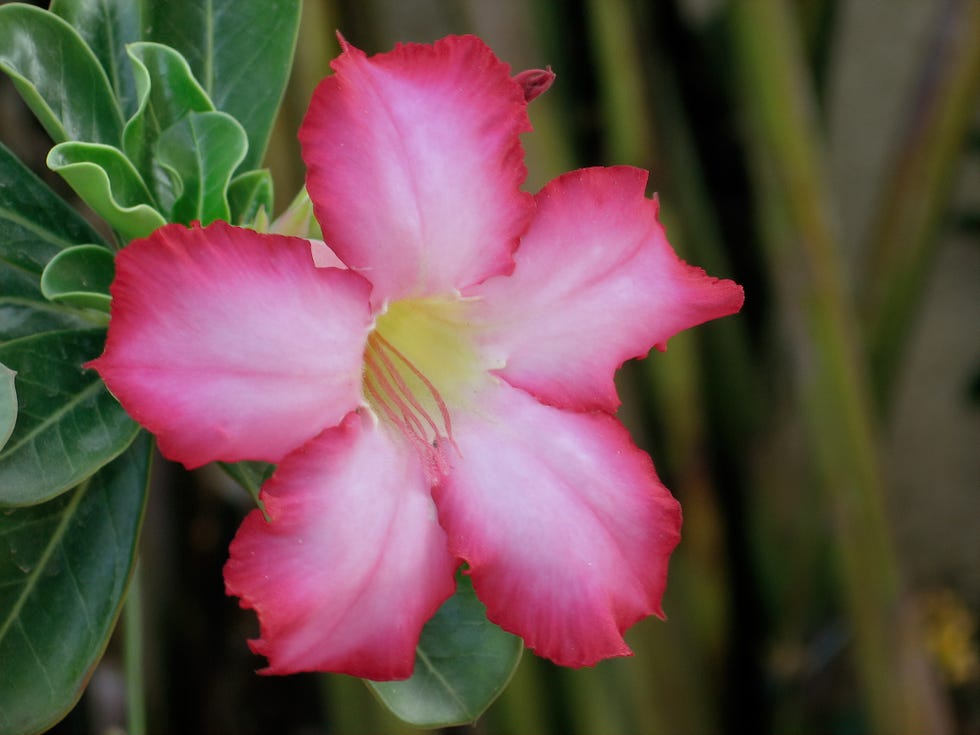 adenium obesum rosa del desierto