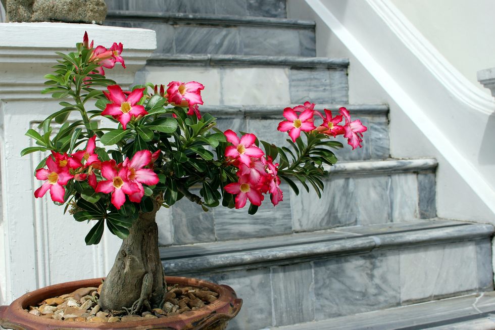 desert rose bonsai tree and marble staircase bangkok thailand