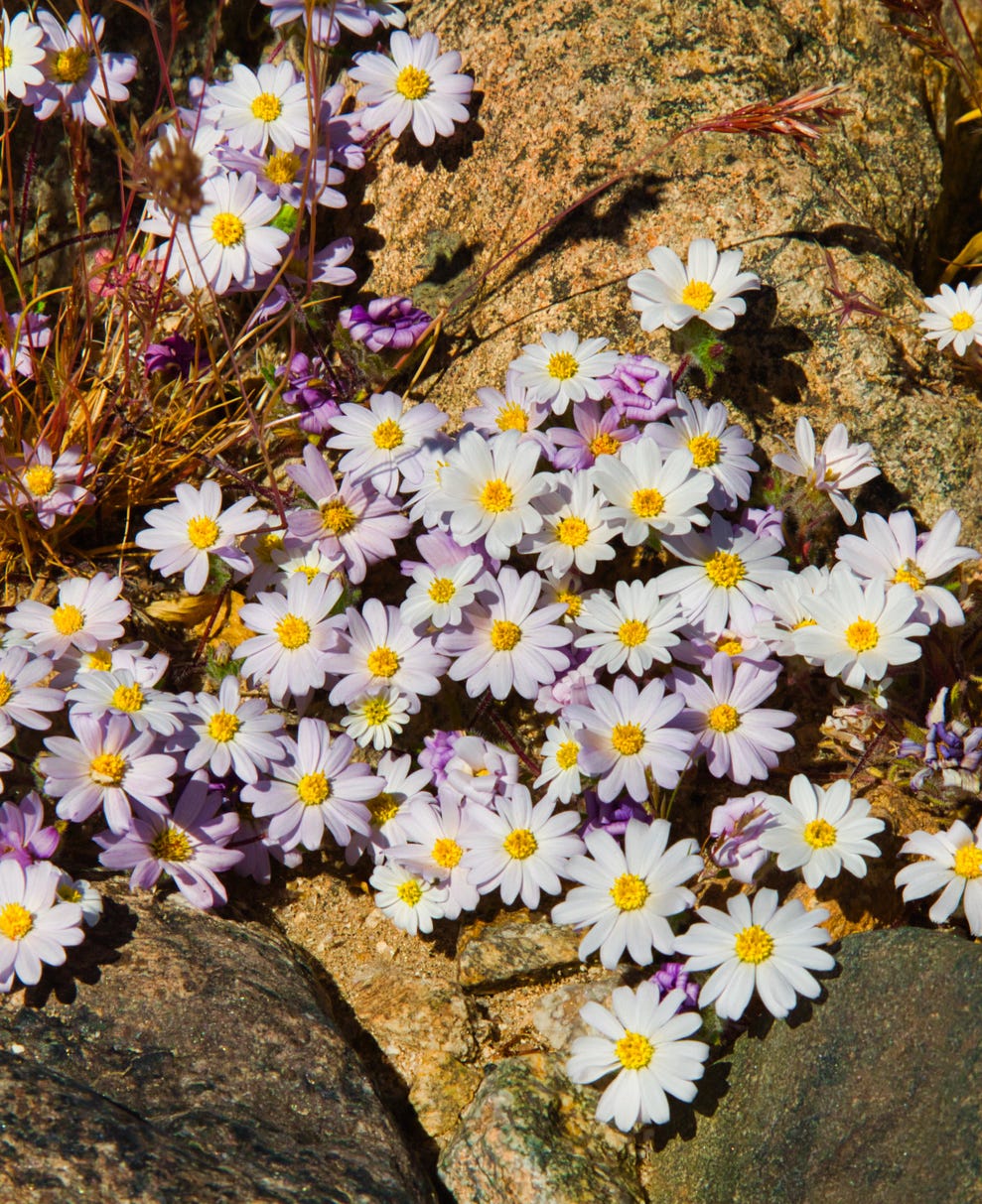 types of white daisy