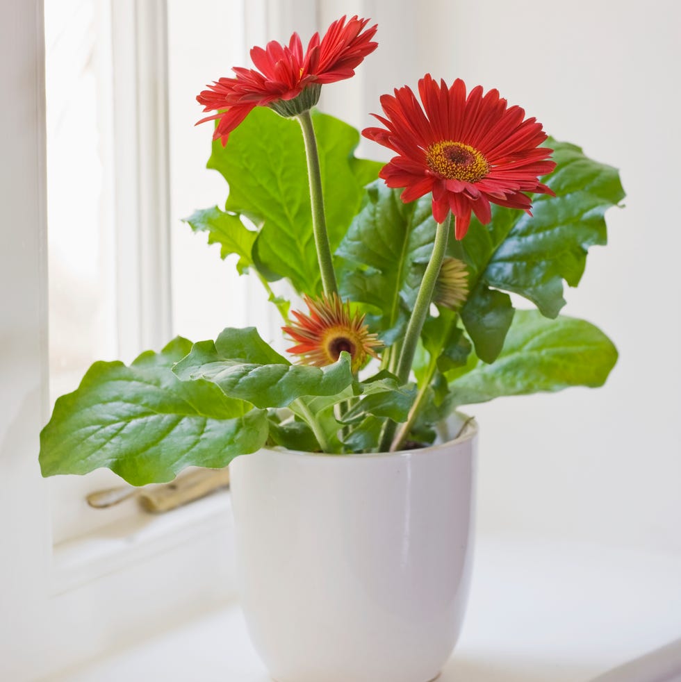 air purifying plants red gerbera in white container