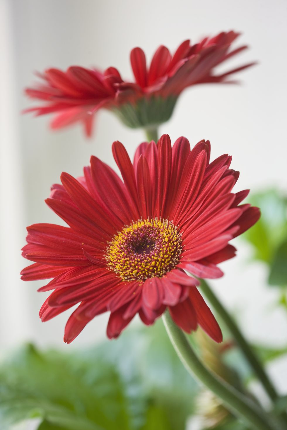 designer clare matthews houseplant project red gerbera