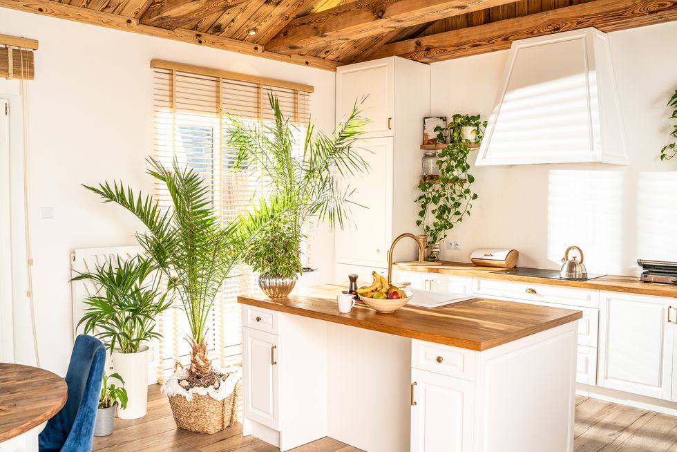 designer white kitchen with a lot of home plants