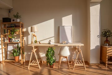 plantas feng shui