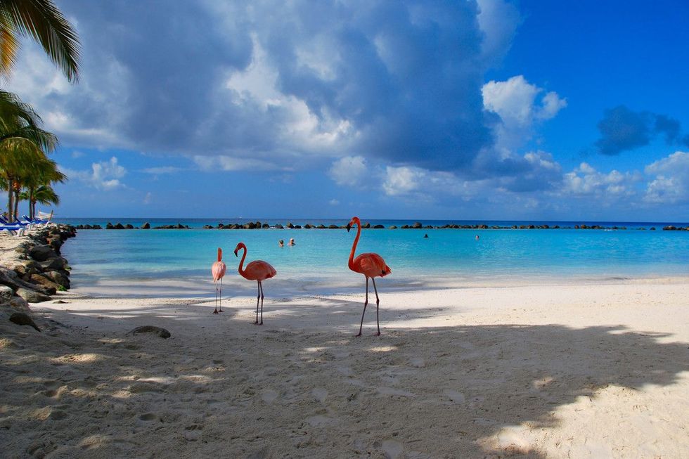 beautiful Flamingos on a paradise Beach