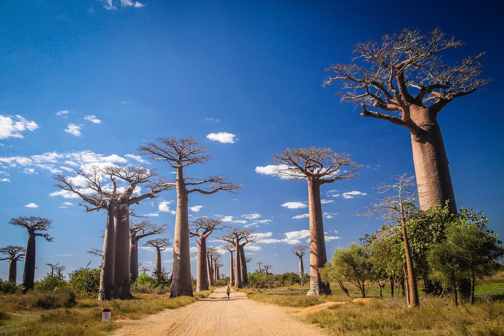 Avenida de Baobab