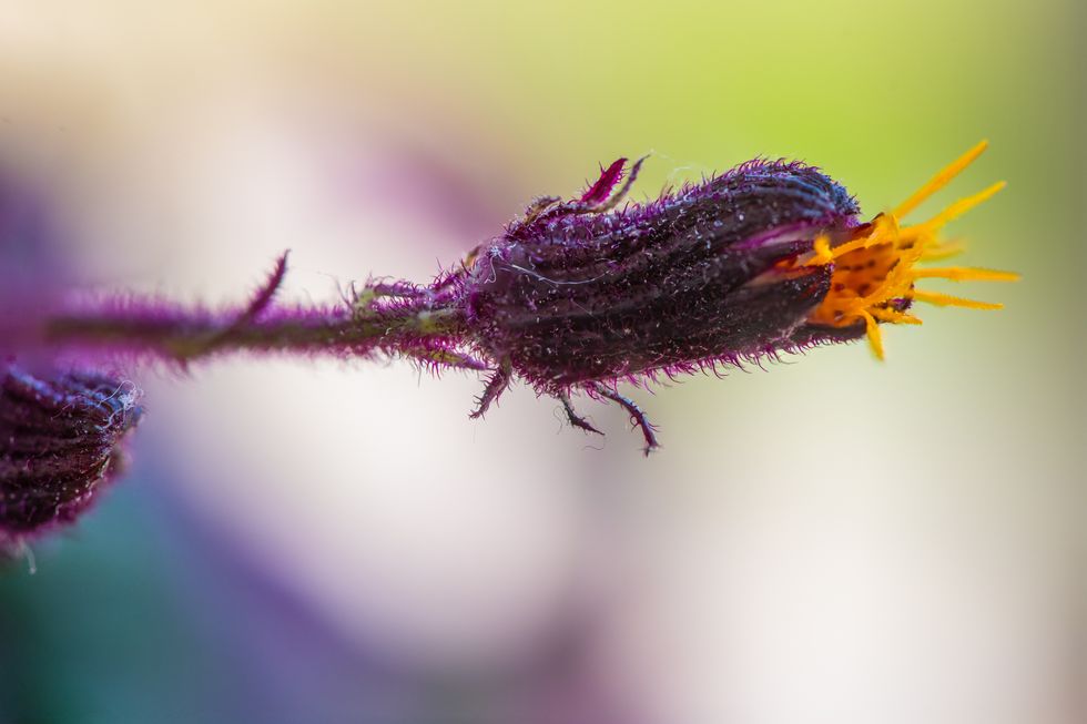 purple passion plant