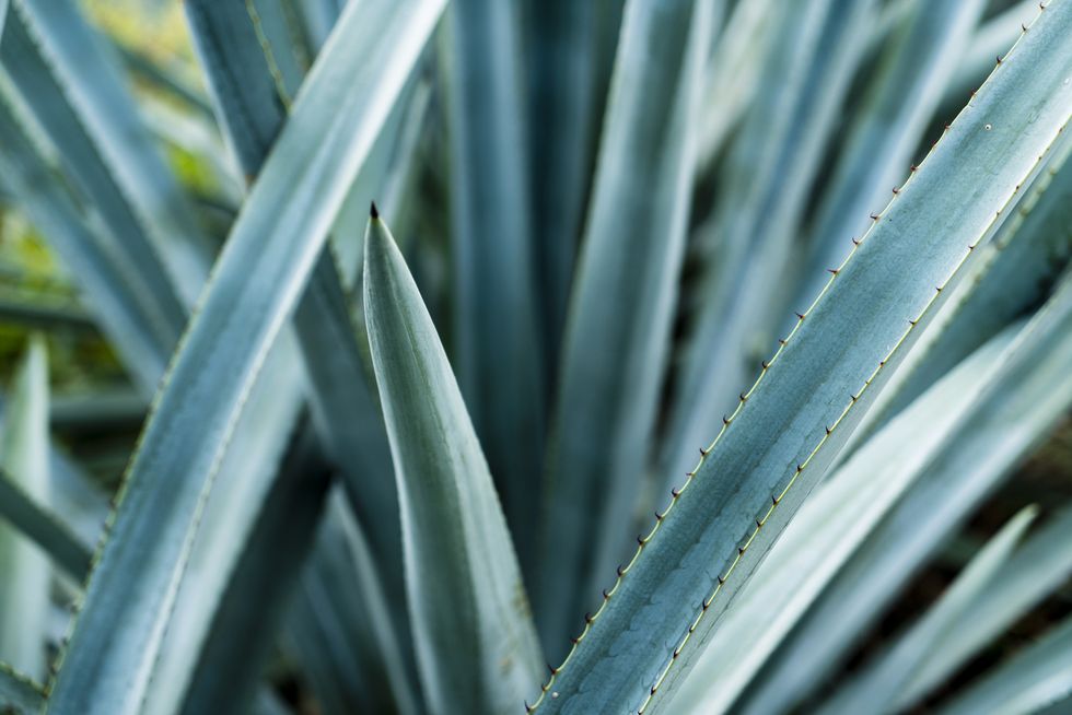 Detail of Blue Agave in Jalisco Mexico