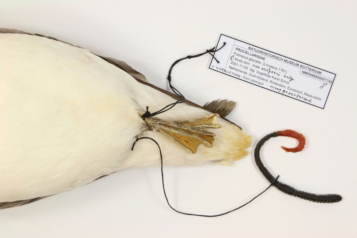 Noordse stormvogel met plastic worm die een maagperforatie veroorzaakte