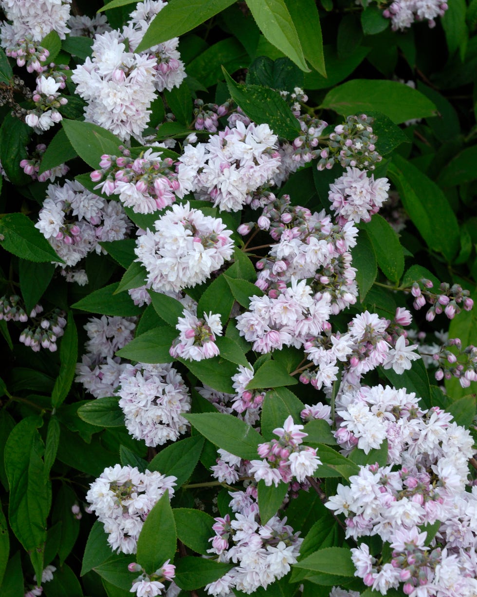 deutzia