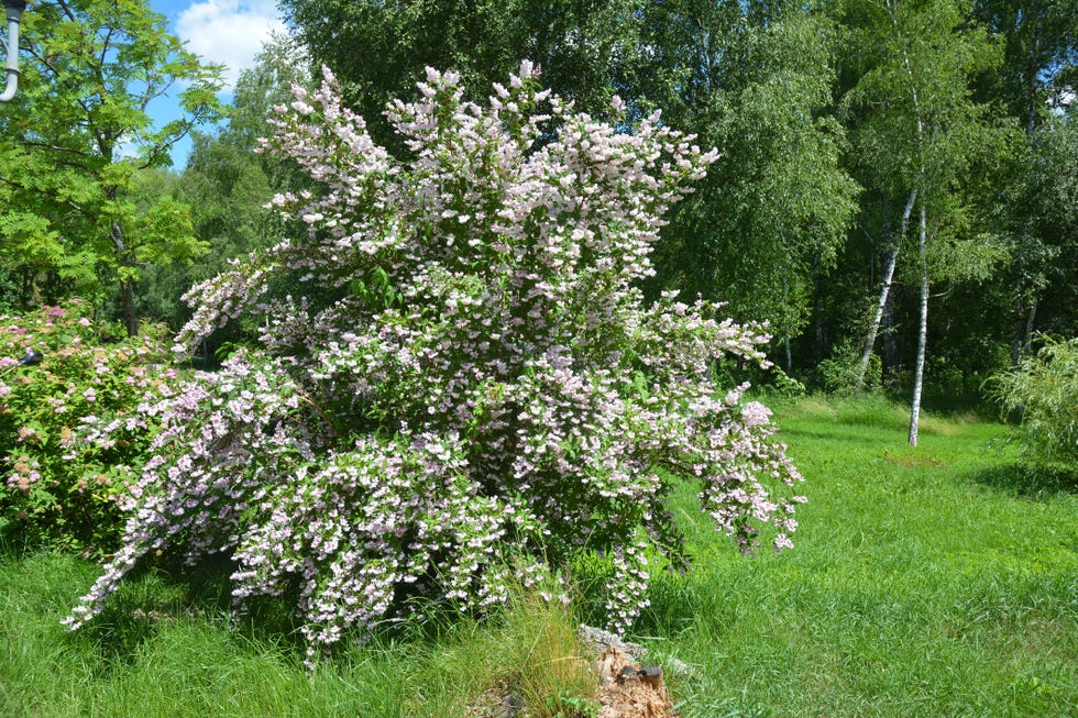 deutzia scabra codsall pink blooming in beautiful garden ornamental bush of deutzia with pink tender flowers in landscape design