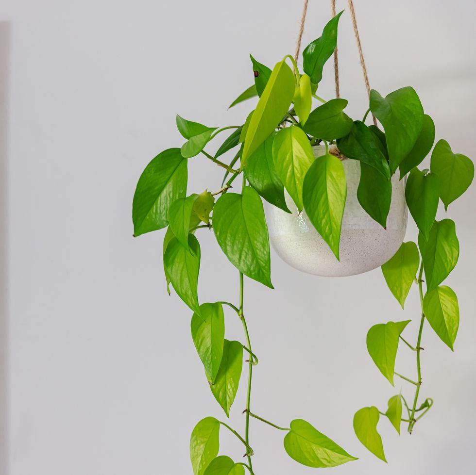 devils ivy golden pothos indoor plant vine in a hanging pot near doorway