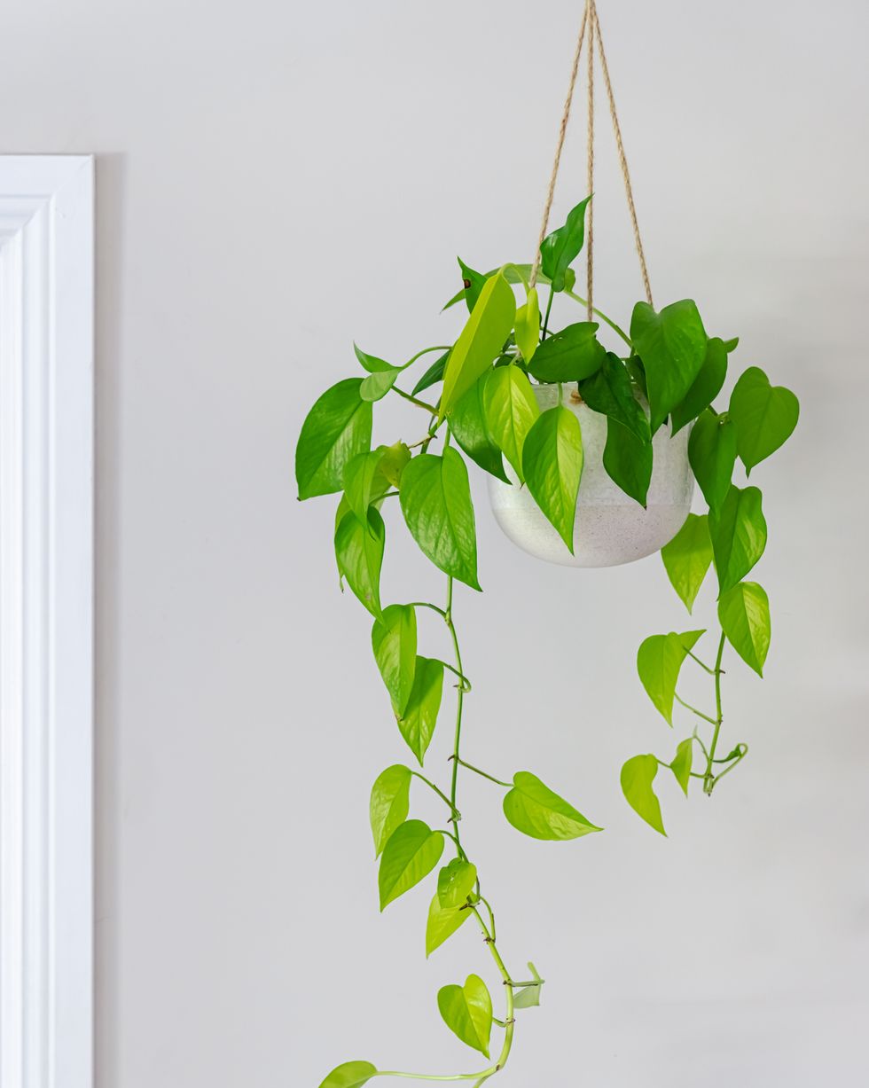 Perfect hanging plants for indoors and outdoors
