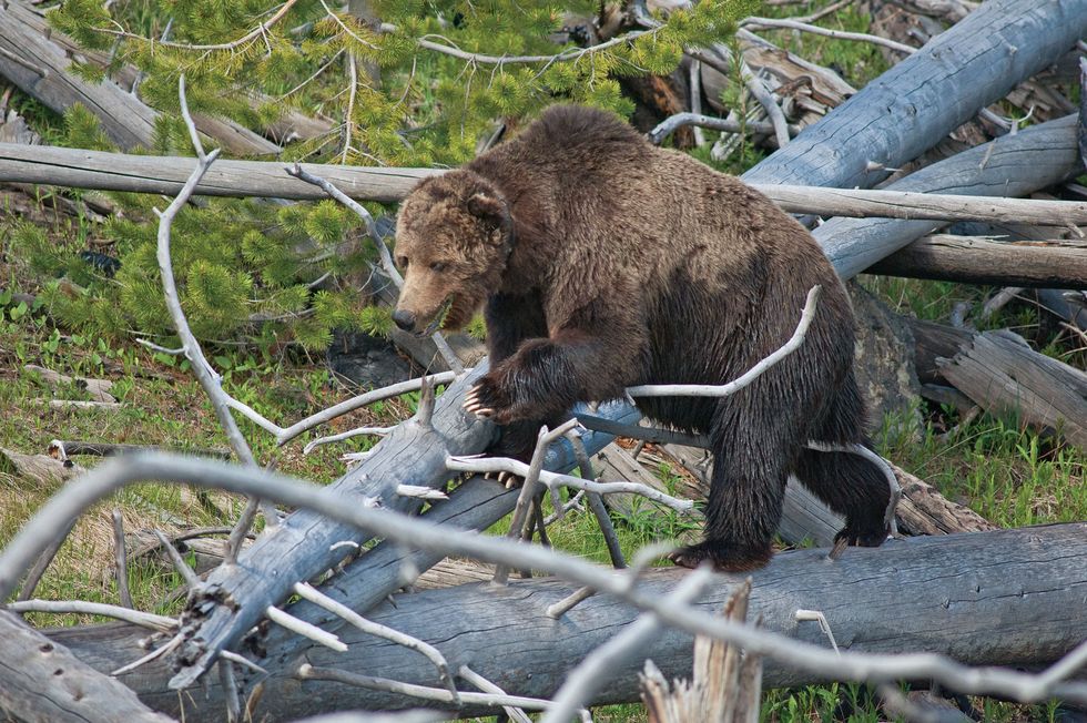 reintroduction could depend on the ability of bears like this yellowstone grizzly to adapt to california