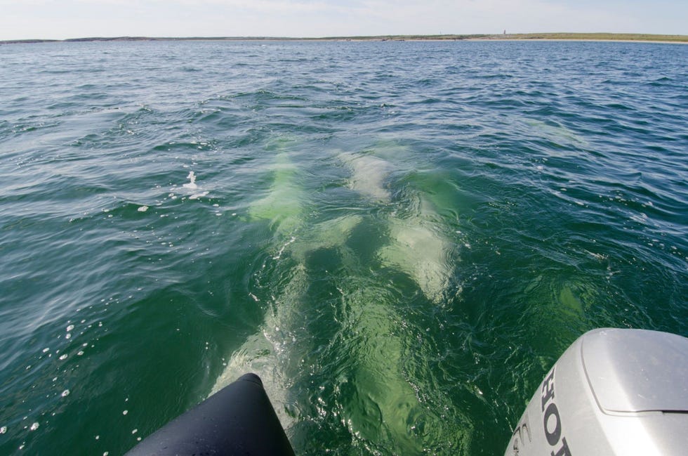 Nieuwsgierige beloegas achtervolgen een rubberboot voor walvistochten in het Churchill Estuary in Manitoba