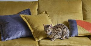 darcy velvet sofa in mustard﻿, house beautiful collection at dfs