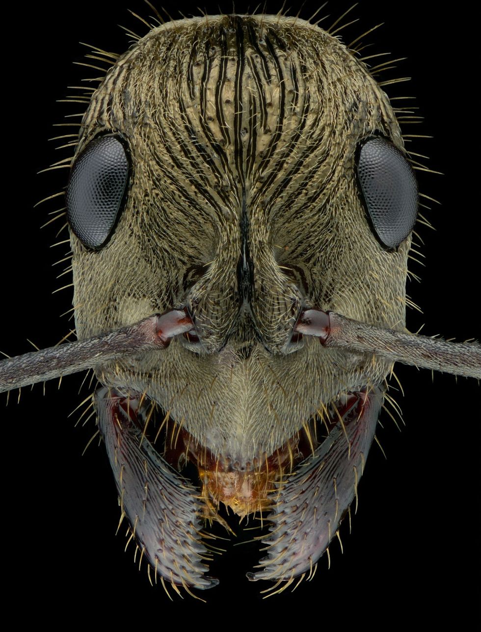 Foto's mierenkoppen de van deze insecten