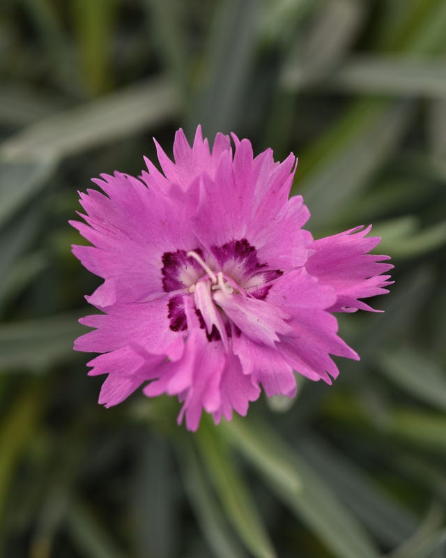 a close up of a flower