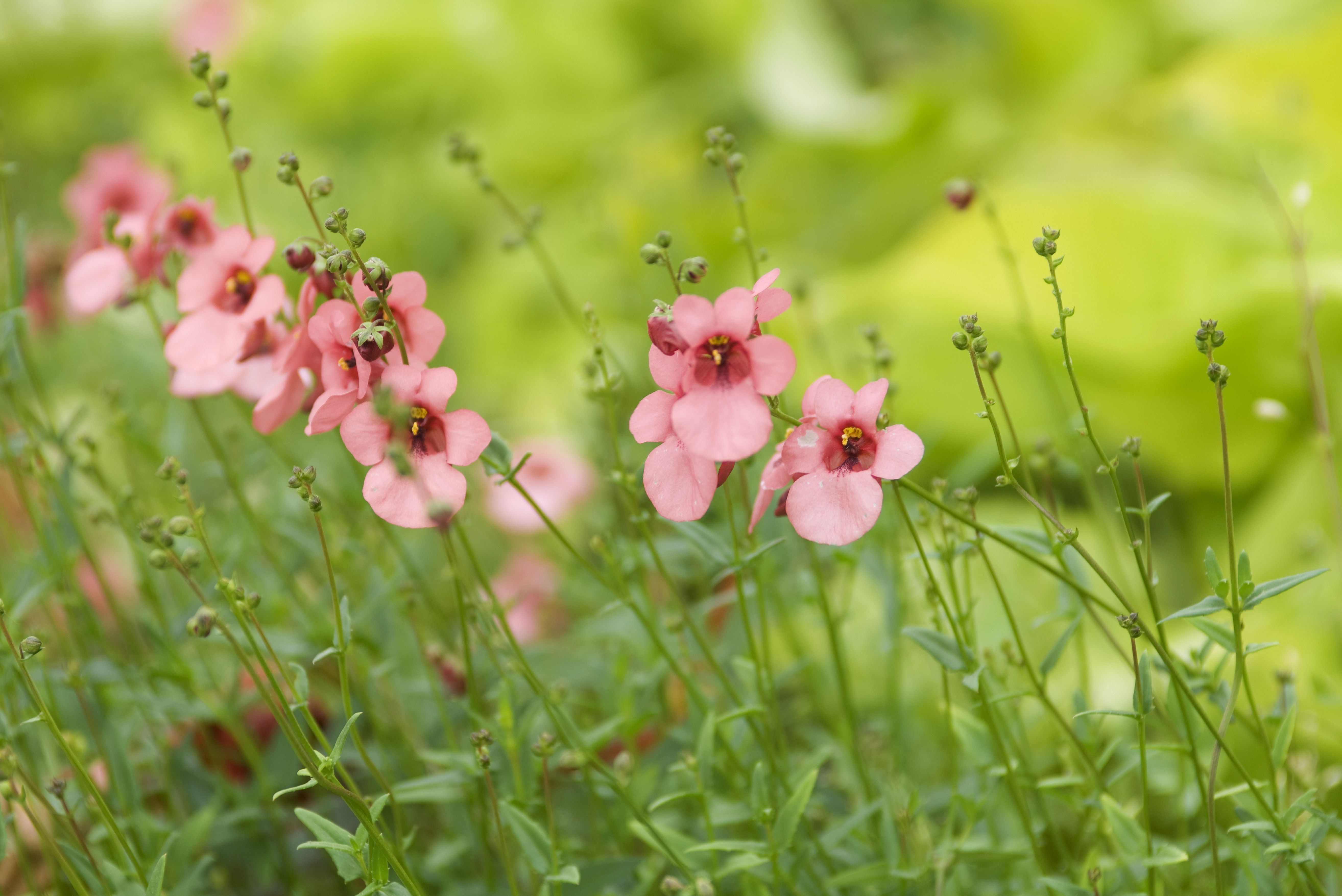 30 Best Early Spring Flowers - Early-Blooming Garden Flowers