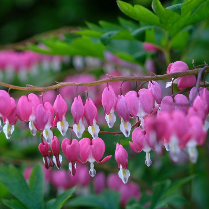25 Best Shade Plants to Beautify Your Garden
