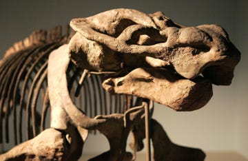 chicagos field museum opens new exhibit on evolution