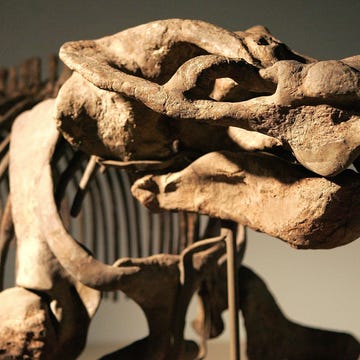 Chicagos Field Museum Opens New Exhibit On Evolution chicagos field museum opens new exhibit on evolution