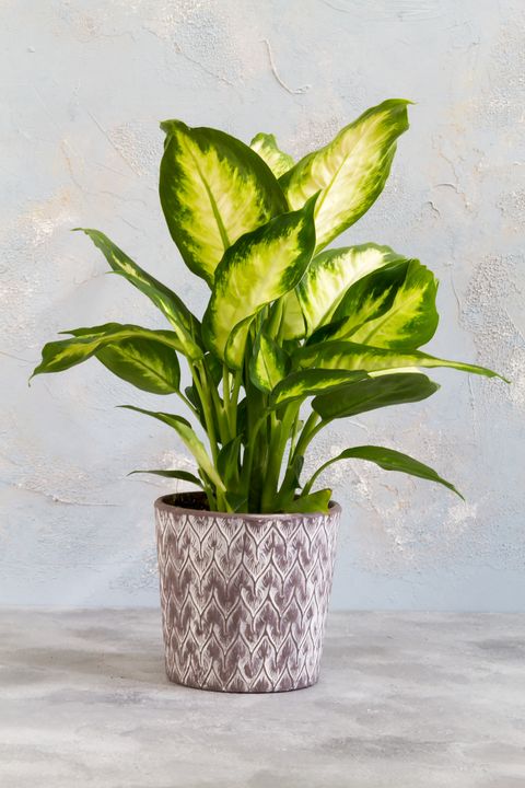 dieffenbachia camilla in patterned pot