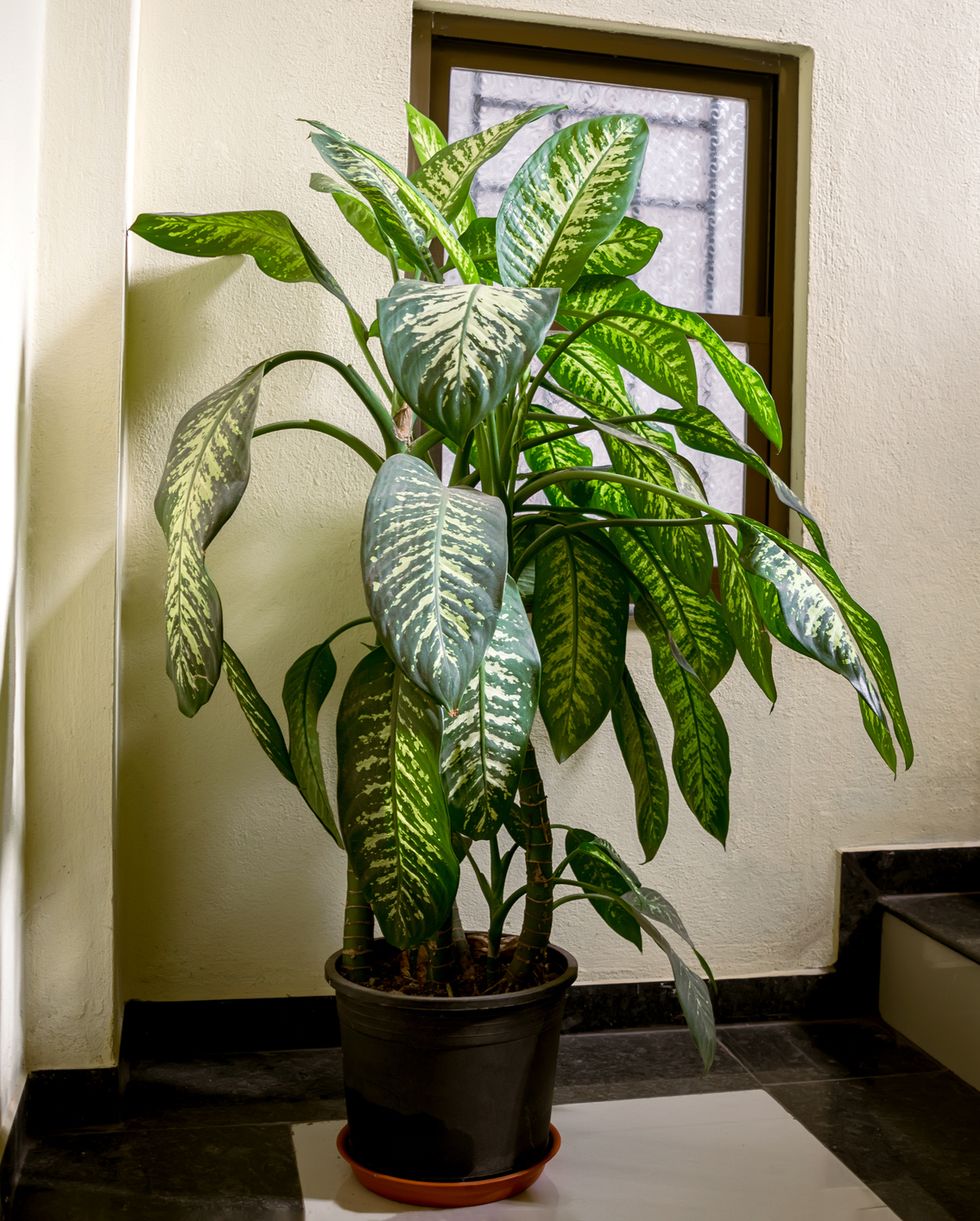 dieffenbachia plant in pot with green and white patches on leaves placed at stairs dieffenbachia, commonly known as dumb cane or leopard lily which is a indoor plant