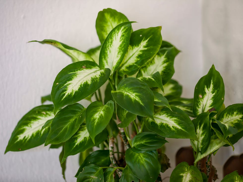 The 12 Best Plants for Bedrooms of All Light Levels