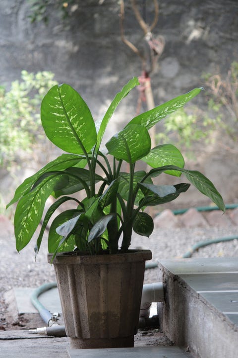 dieffenbachia seguine or dumb cane