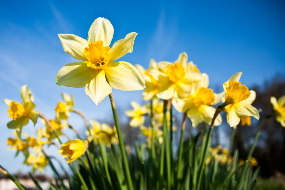 a meadow of yellow daffodils