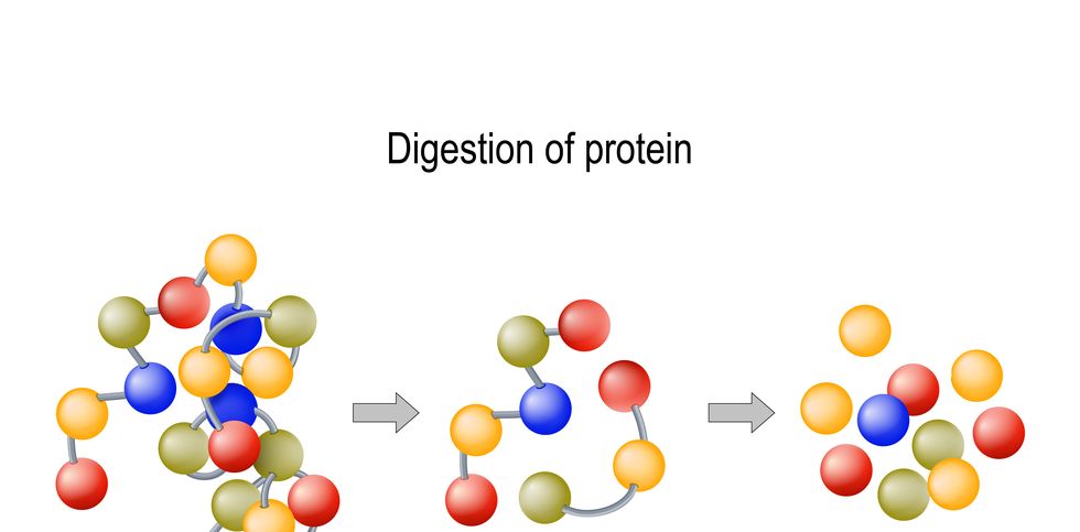 digestion of protein enzymes proteases and peptidases, peptides and amino acids