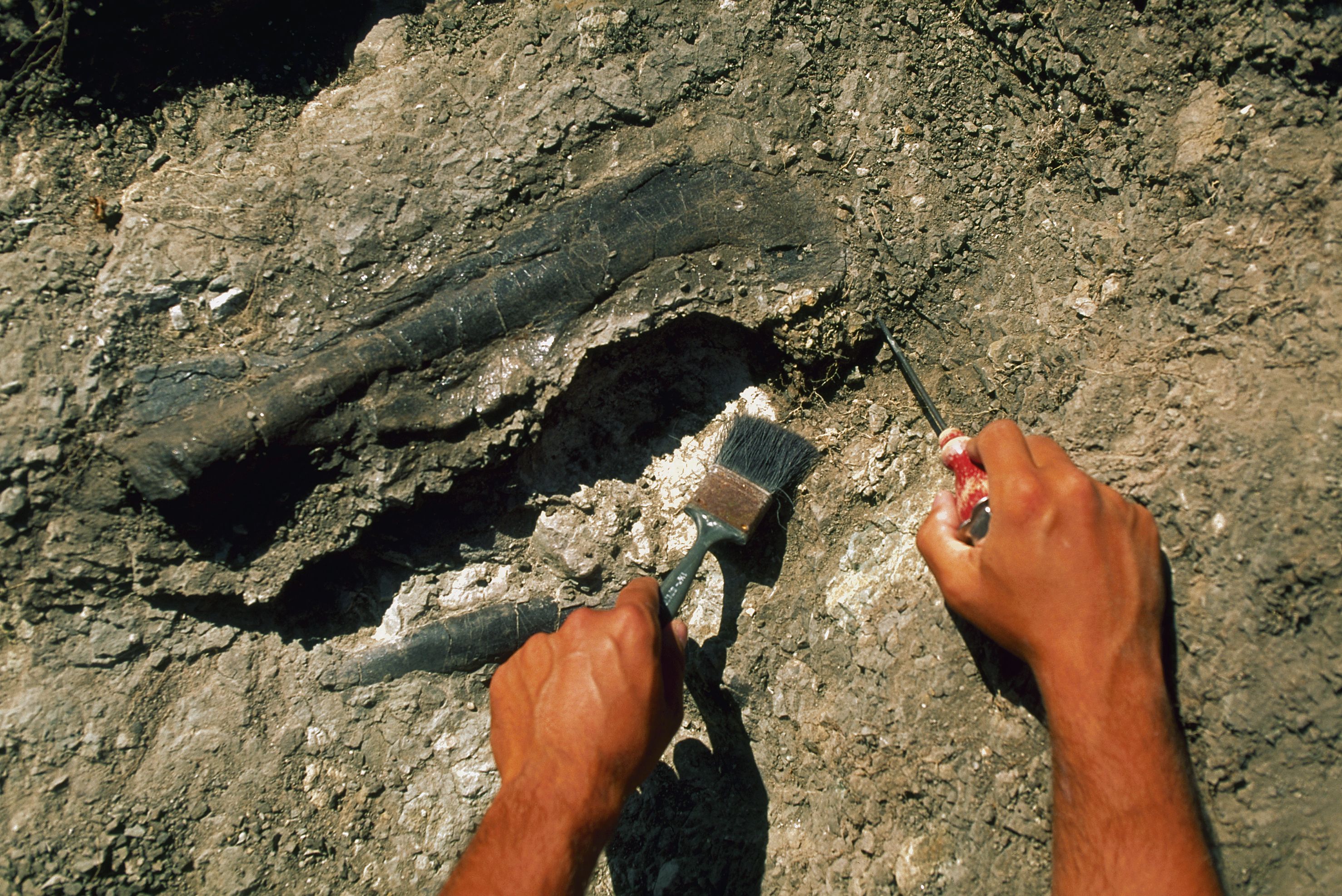digging-dinosaur-fossils-royalty-free-image-1752612920.pjpeg