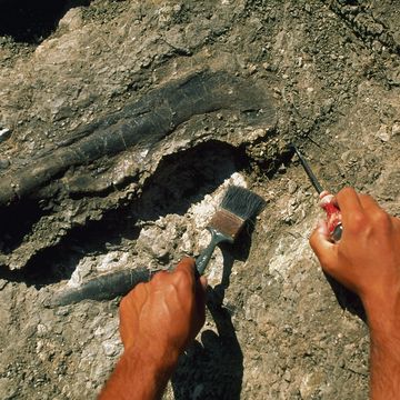 digging dinosaur fossils
