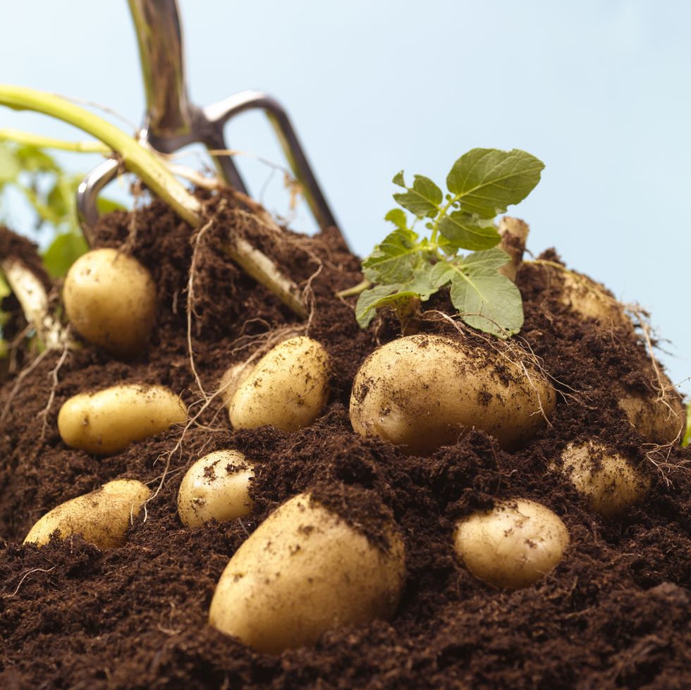 best vegetables to grow potatoes