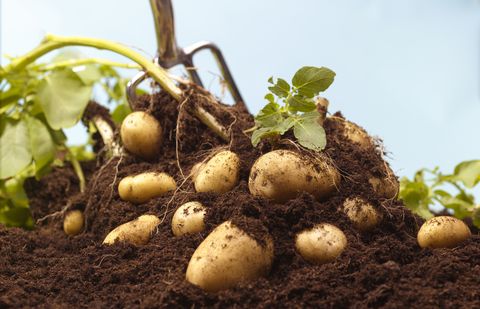 best vegetables to grow potatoes