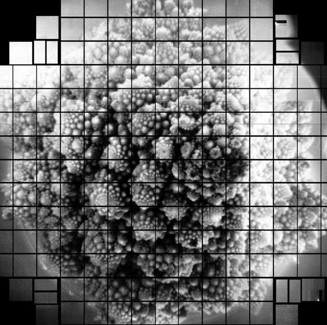 a head of romanesco taken with the lsst camera