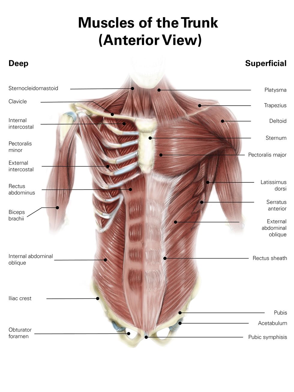 digital illustration of muscles of the human torso, anterior view