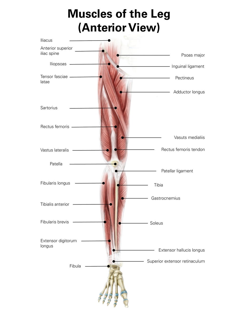 Stretches for your online quadriceps