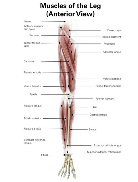 digital illustration of the anterior muscles of the leg