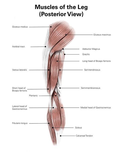digital illustration of the posterior muscles of the leg