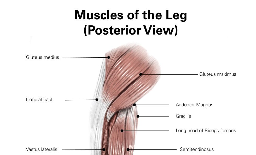 digital illustration of the posterior muscles of the leg