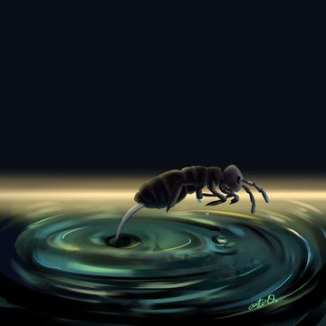 art of springtail leaping from the water