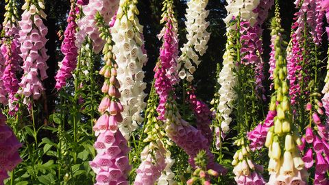 Digitalis, 'Foxglove' in various colors from white to purple