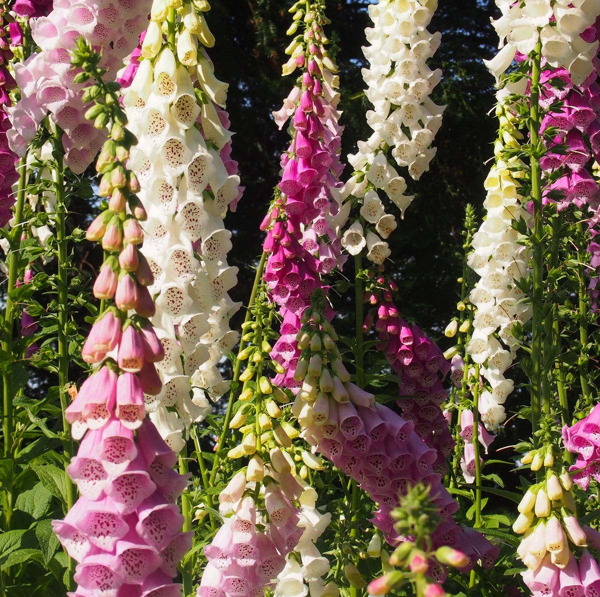 Digitalis, "Foxglove" in various colors from white to purple