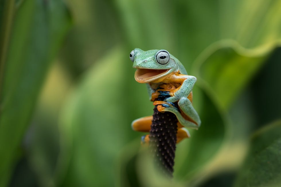2021 comedy wildlife finalists