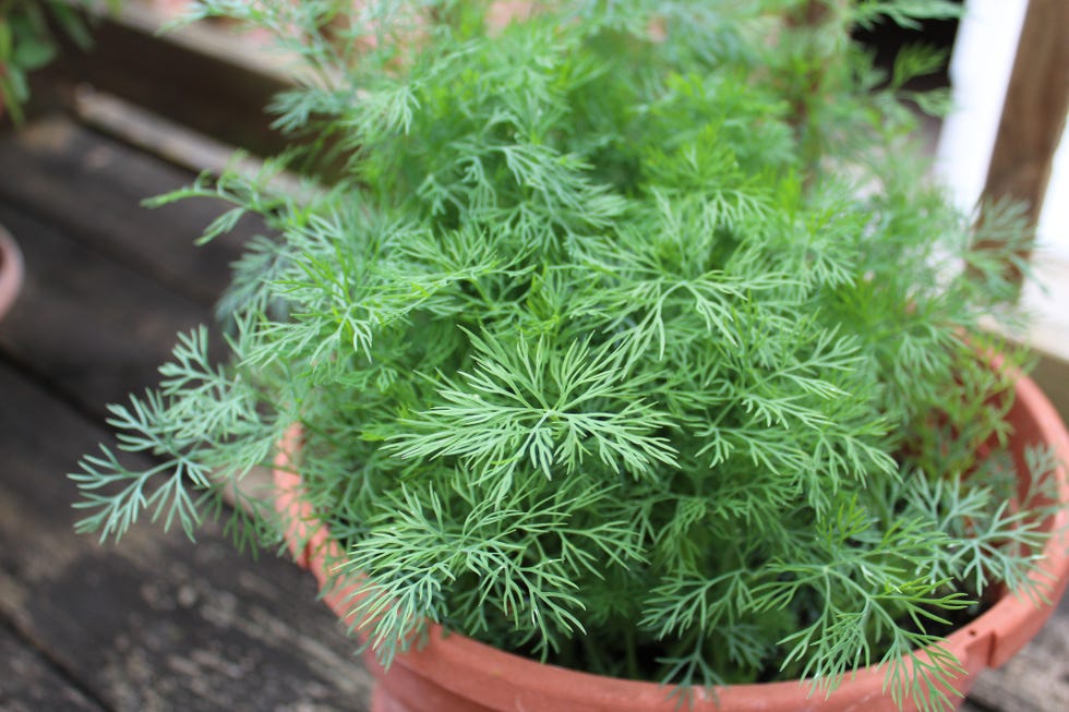 growing organic fresh dill in a pot on a deck in the city