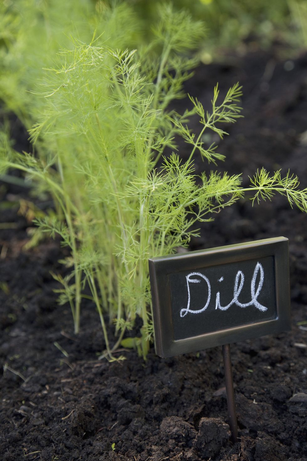 dill plant growing in vegetable garden