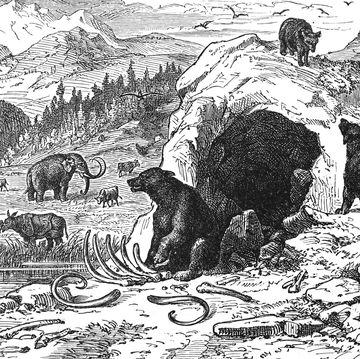 een illustratie van onder andere holenbeer ursus spelaeus